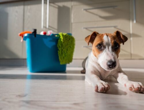The Ultimate Guide to Pet-Friendly Cleaning in Indianapolis